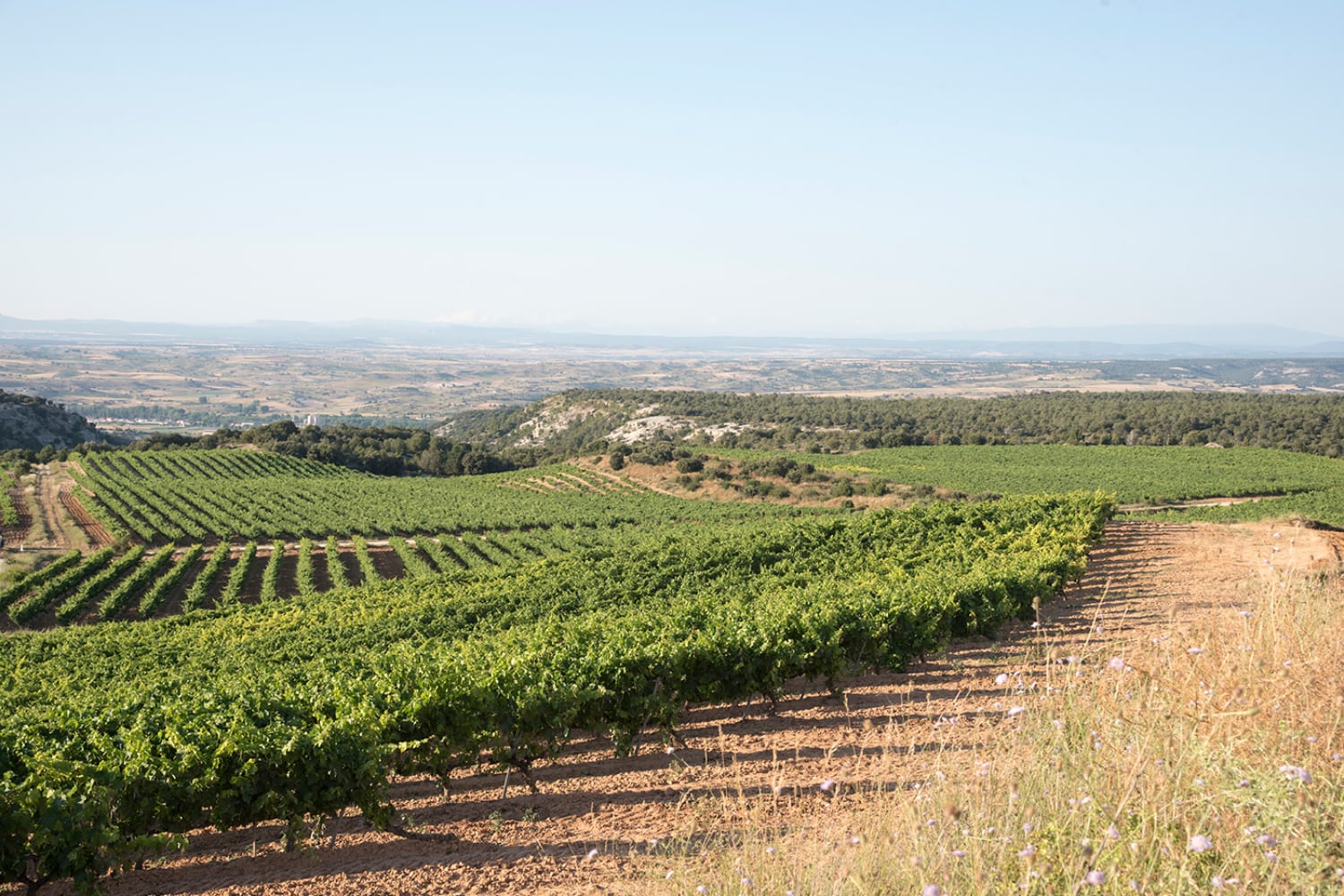 Bodegas Castillejo de Robledo